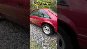 Image result for Wild Strawberry 1992 Tempo