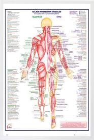 Their main function is contractibility. Human Body Major Posterior Muscle