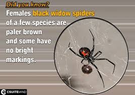 Black widow spiders are prevalent in north carolina. Skip To Main Content Csuitemind Logo Toggle Navigation Quotes Facts Success Books Biography On This Day Blog Images Black Widow Spider Facts Female Black Widows Are Shiny Black With A Red Orange Hourglass Pattern On Their Abdomen Source Animals