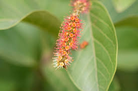 Image result for Combretum sp. A