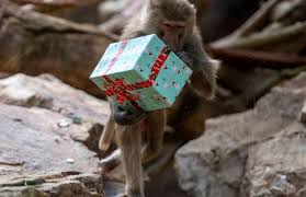Check spelling or type a new query. Latest News From Zoos South Australia Conservation Charity