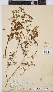 Image result for Argyrolobium tomentosum