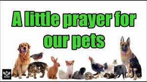 I know god wants us to be totally happy in heaven, and if our dog will help make us fully happy, and if god can resurrect us, i'm sure he could resurrect a dog. A Little Prayer For Our Pets Youtube