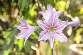 Amaryllis Garden Care Tips On Planting Amaryllis Outside Amaryllis Plant Amaryllis Bulbs Amaryllis Care