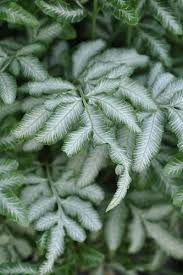 Pin On 0576 Pteris