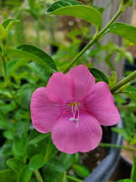 Image result for Barleria setosa