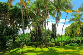 Check spelling or type a new query. 35 Palm Tree Garden Ideas Garden Tabs