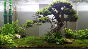 Aquarium Accessories Aquarium Accessories Aquarium Landscape Aquascape Design
