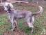 Black Long Haired Weimaraner