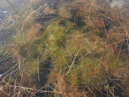 Image result for Eleocharis confervoides