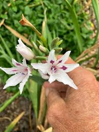 Image result for Hermbstaedtia odorata