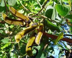 Image result for Acacia welwitschii