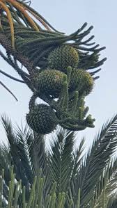 Image result for Araucaria columnaris