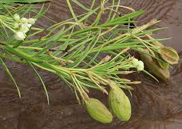 Image result for Kanahia laniflora