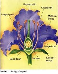 Maybe you would like to learn more about one of these? Struktur Fungsi Gambar Dan Bagian Bunga