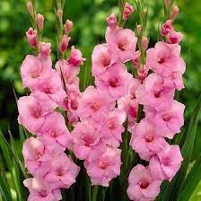 Sign In Gladiolus Flower Spike Gladiolus Flower