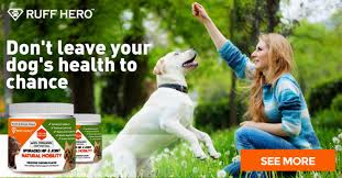 No major side effects of these supplements have been yet noticed. Glucosamine For Dogs The Ultimate Guide To Benefits And Risks