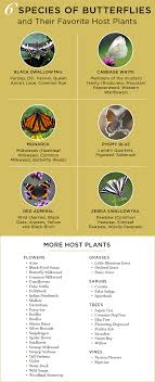 Dogwood tree flowers attract spring azure and american snout butterflies. How To Attract Butterflies Ftd Com