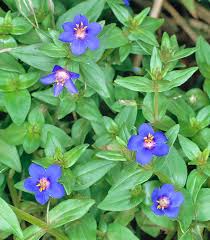 Image result for Anagallis elegantula