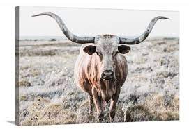 Pin On Teri James Photography Home On The Range