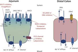 Image result for Plecanatide