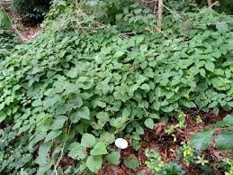 Image result for Dioscorea asteriscus