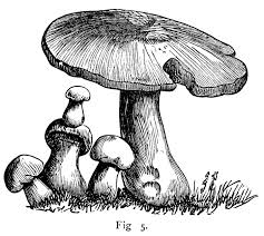 Black And White Mushroom Seven Varieties Of Mushrooms Free Clip Art Botanical Illustration Black And White Art Mushroom Drawing