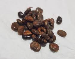 Image result for Dialium guineense
