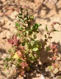 Image result for Zygophyllum leucocladum