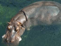 The cabin crew the people who look after passengers during a flight. Prime Video David Attenborough S Natural Curiosities Season 3