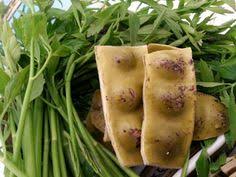 Selalunya bagi menambah rasa kepada ulam yang dimakan, ulam dicicah dengan sambal belacan, budu, cencaluk, mayonis. 160 Herbs Ulam Ideas Herbs Herbalism Malaysian Food