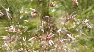 Image result for Avenella flexuosa