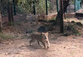 Pair Lions Brought Gujarat Their ...