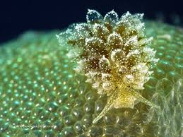 Image result for Selago coerulea