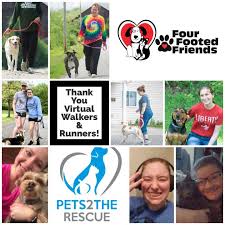 Always seek the advice of a licensed and qualified professional. Pets For Adoption At Four Footed Friends In Indiana Pa Petfinder