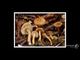 Image result for Inocybe hystrix