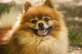 fotograf animalist kovalenko olga g odessa sobaka sobaki sobachi igry sobaka v dinamike sobaka igraet portret sobaka i chelovek devushka s sobakoj luchsh