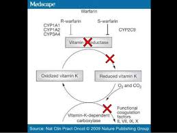 Mechanism of action of warfarin. Bio Transformation Of Warfarin