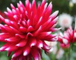 Arborii faceti elegajul si taierea de restaurare a arborilor batrani. Cele Mai Frumoase Flori De Toamna Pentru Gradina Ta