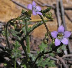 Image result for Gilgiochloa