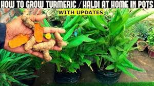Maybe you would like to learn more about one of these? How To Grow Turmeric Haldi In Pots With Full Updates Youtube