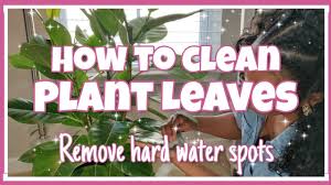The good old water and vinegar trick can work on relatively recent hard water stains. How To Clean Houseplant Leaves Removing Hard Water Spots Diy Plant Cleaner Kreatyve Laydiiee Youtube