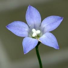 Wahlenbergia Sky Mist Native Bluebell Gardening With Angus