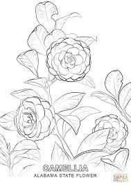 Alabama State Flower Coloring Page Jpg 1020 1440 Flower Coloring Pages Flower Drawing Tree Coloring Page