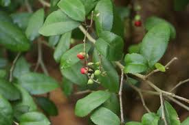 Image result for Streblus