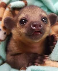 Located in carrollton, texas please text for more information!. Texas Exotic Animals Breeders Of Unusual Pets