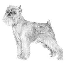 Please be willing to wait a few days for a response, in case a member is out of town or away for the weekend at a show. Brussels Griffon Dog Breed Information
