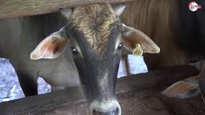 Seekor lembu memerlukan 15cm (6inci) ruang makanan. Ternakan Lembu Daging Usahawan Tekun Nasional Negeri Sembilan Youtube