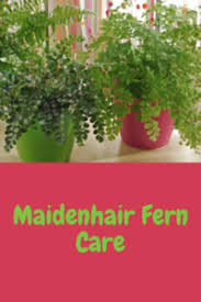 Cut them off and boost the humidity around your fern. Maidenhair Fern Care Indoor Plant Center