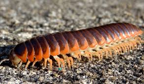 Females lay eggs and may guard them. Millipedes Information